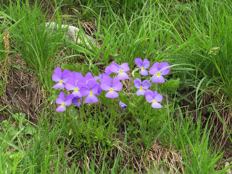 (3) Viola sp..JPG